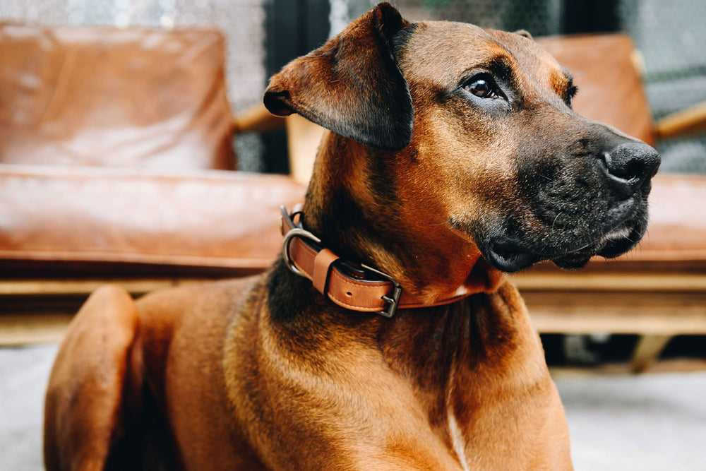 Give your four-legged friend a refined upgrade with this full-grain leather dog collar. Available in three sizes, the Gordon leather dog collar includes a secure solid brass buckle and features a leather keeper with snap to ensure a comfortable fit. #color_espresso